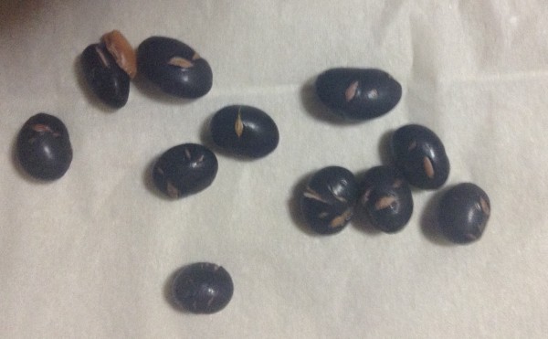 black parches Soybean (4)