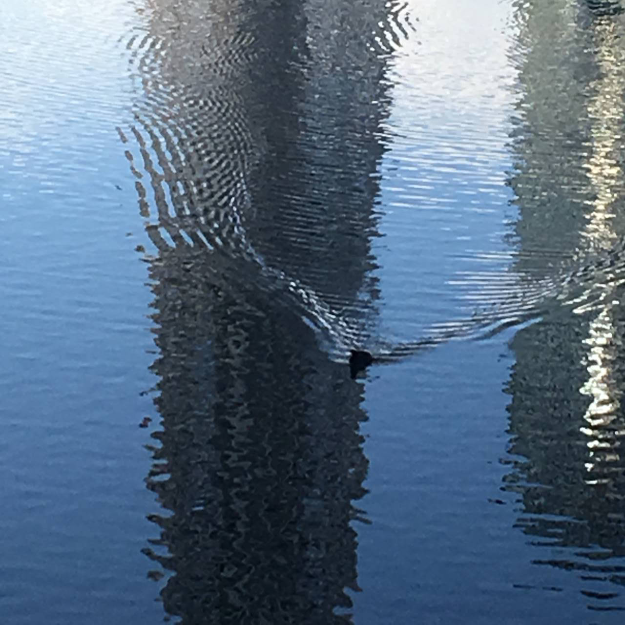十間橋下の川を泳ぐ鳥