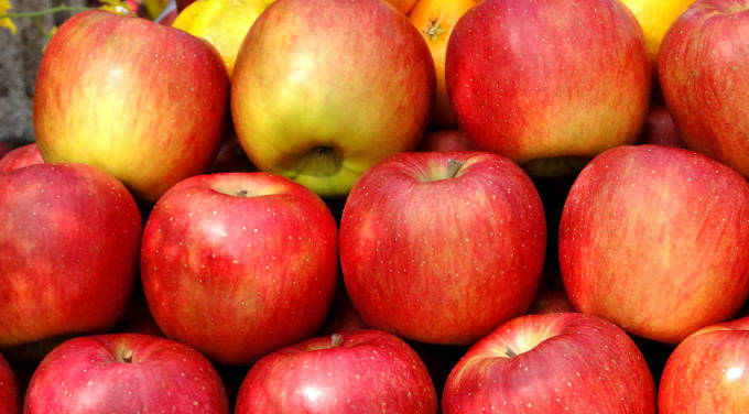 リンゴの果実