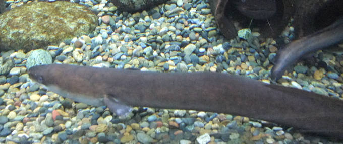 鰻の写真
