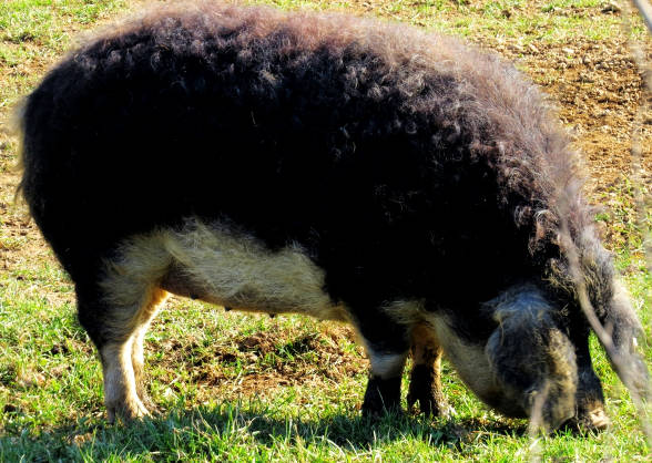 マンガリッツァ豚の写真