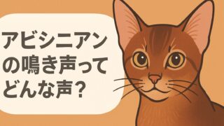 アビシニアンの鳴き声