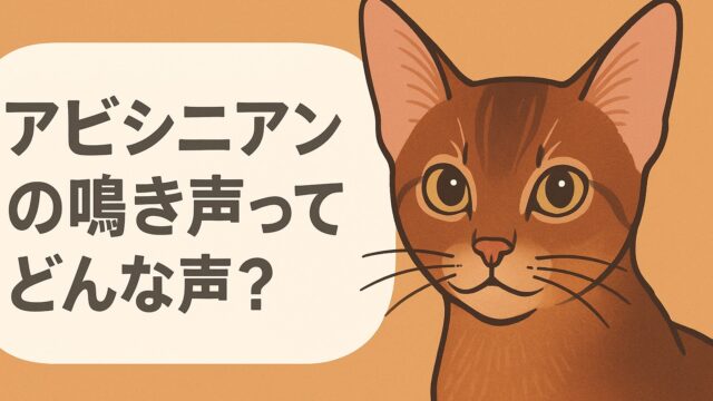 アビシニアンの鳴き声