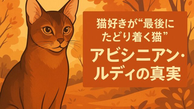 アビシニアン・ルディのイラスト