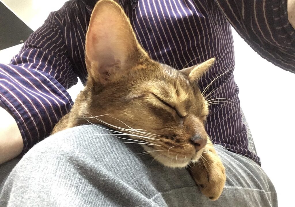 疲れて眠るアビシニアン