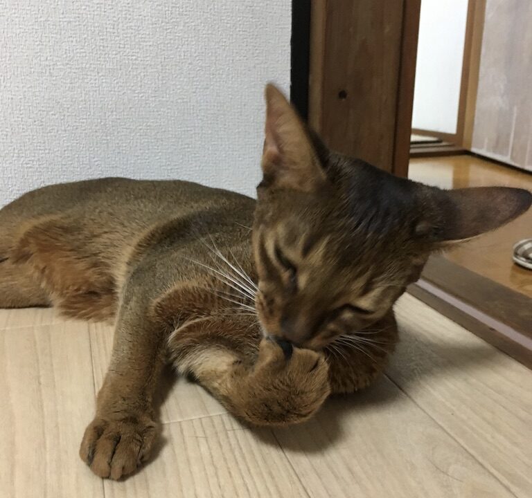 手を舐めるアビシニアン
