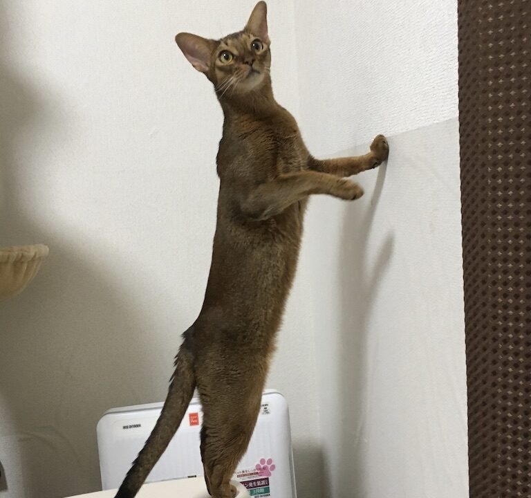 アビシニアンが立っている
