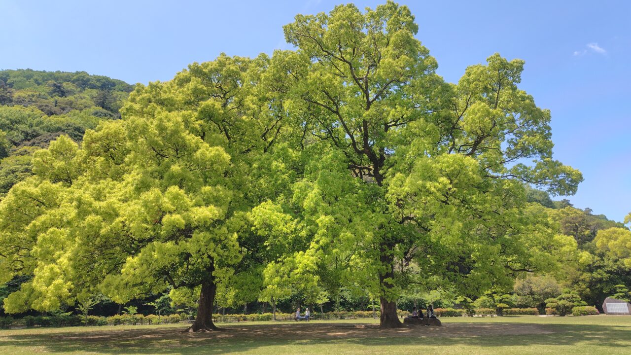 芝生広場