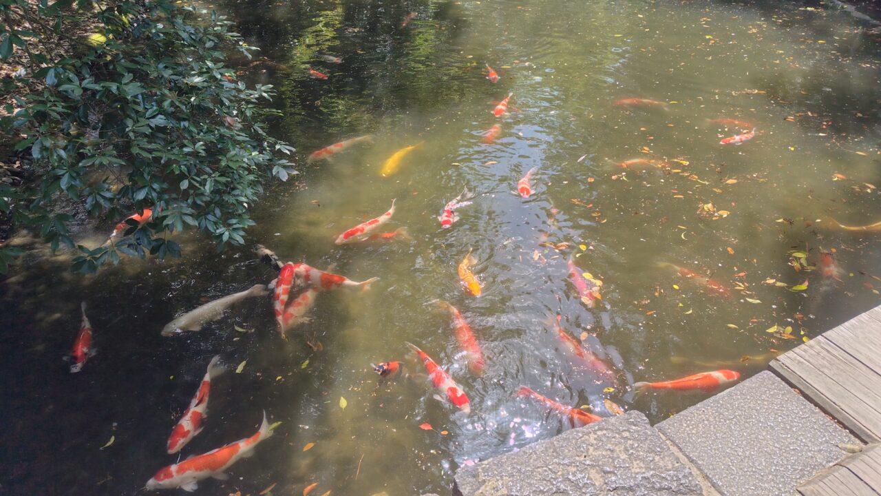 栗林公園の池の鯉達