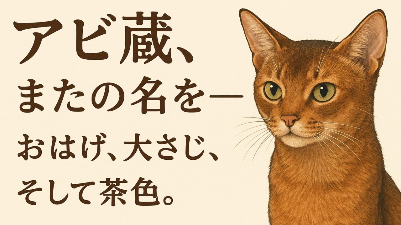 大さじ小さじアビシニアン