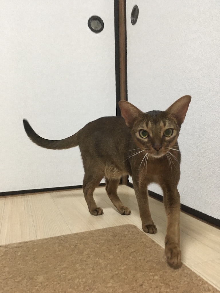 ねこずなぽろぽろなアビシニアン
