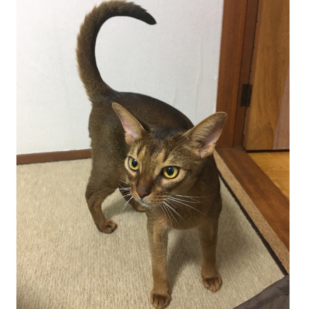 お出迎えするアビシニアン