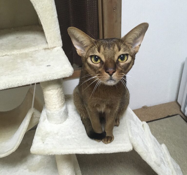 ゴロゴロ言いながら遊ぶ猫