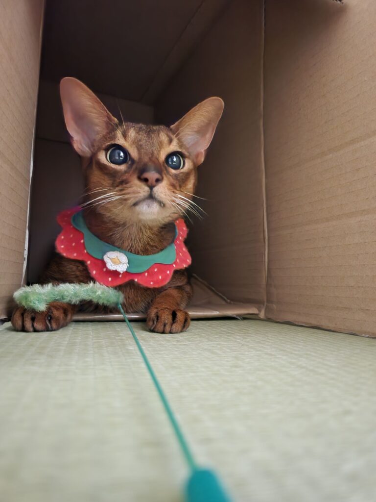 ねこじゃらしに飛びかかる準備をしているアビシニアン