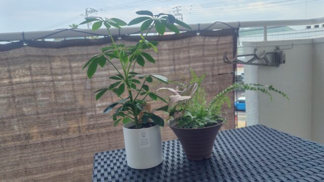 バルコニーに緑があるっていいよね。