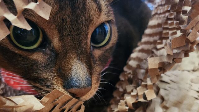 カメラに気づいたアビ蔵、目をまんまるにして