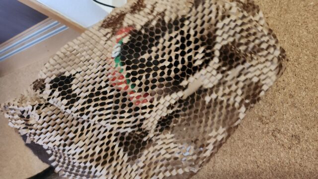 クラフト紙ごと移動中(しっぽだけ出てる)