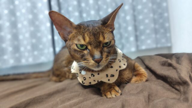 睡魔と闘うアビシニアン
