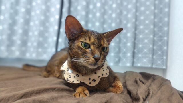 眠気を我慢するアビシニアン