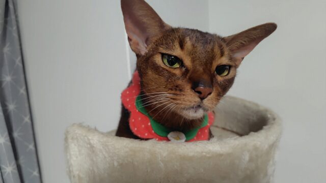 キャットタワーのアビ蔵さん