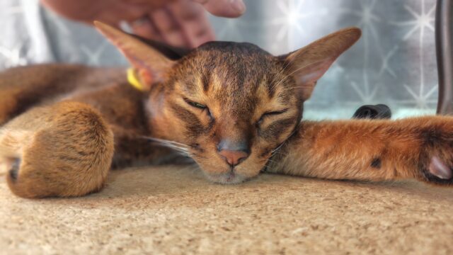 眠いアビシニアン