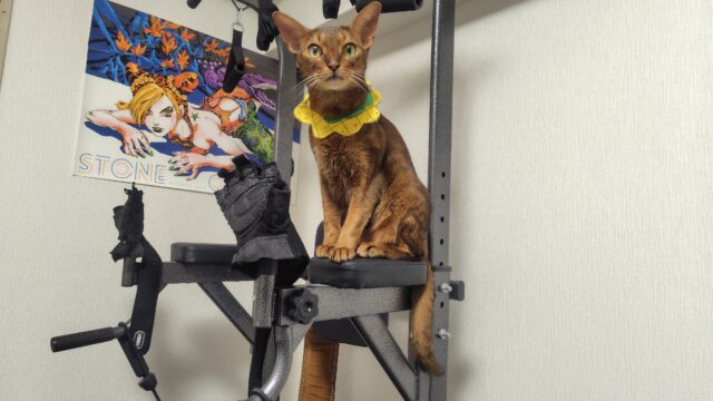 懸垂マシーンの上のアビシニアン