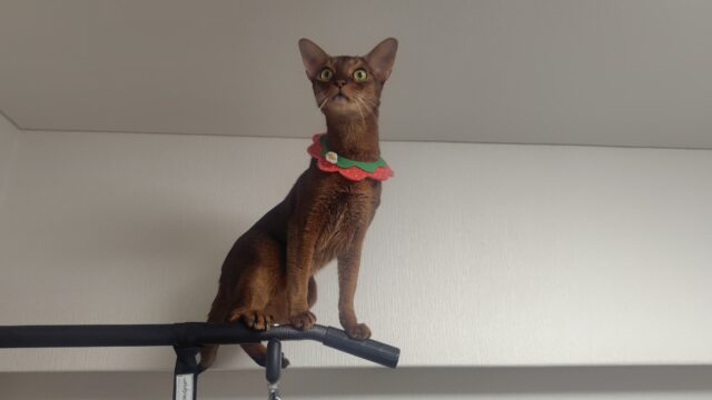 ペット保険証の写真はこれにした。アビシニアン。