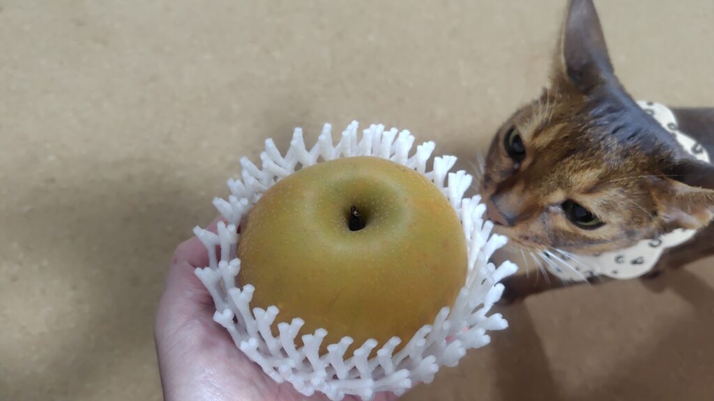 梨の匂いを嗅ぐアビシニアン
