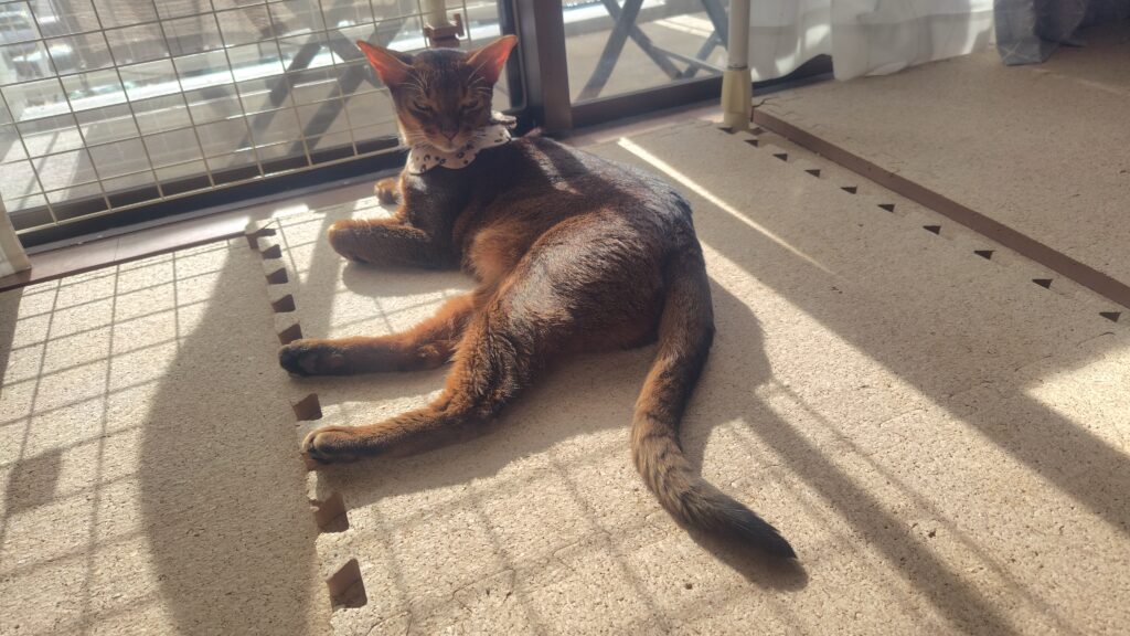 日向ぼっこするアビシニアン