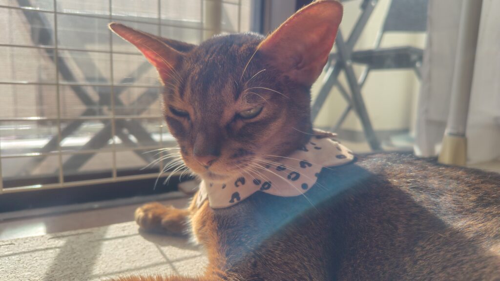 まどろむアビシニアン