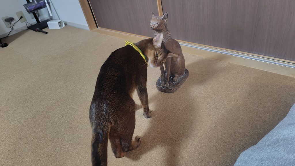 こっちを見るアビシニアン