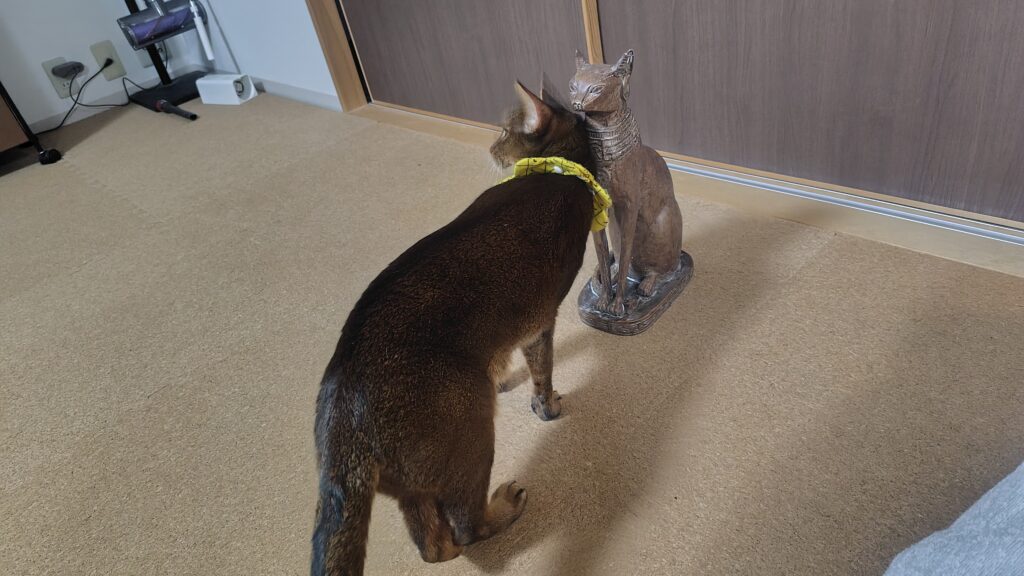 スリスリするアビシニアン