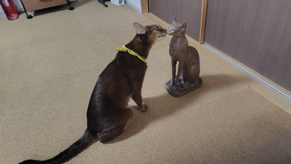 アビシニアンが鼻を付けてご挨拶