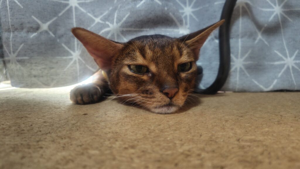 頭寒足熱する猫