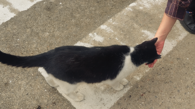 女木島の猫（白黒）