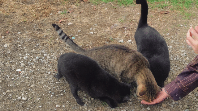 女木島の猫たち