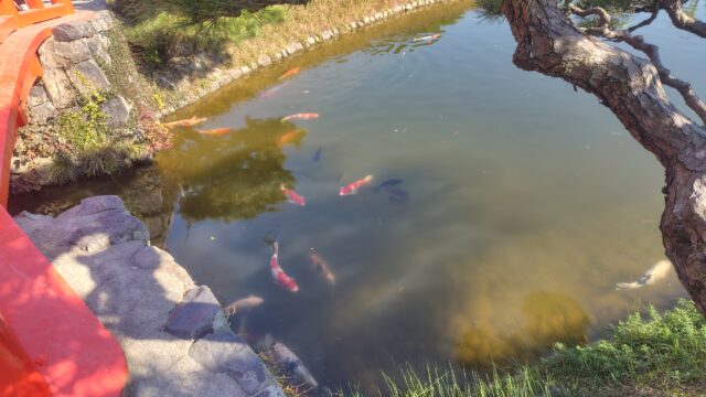 栗林公園　橋と鯉のいる池