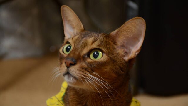 アビシニアンのアビ蔵くん。