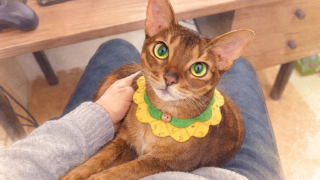 膝の上でくつろぐアビシニアン