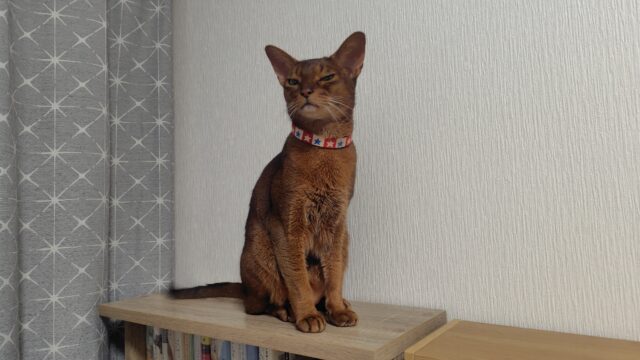 帰宅してこの表情のアビ蔵