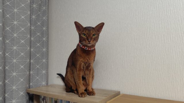 ペットホテルから帰宅したアビ蔵