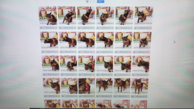 フォトレコペット撮影会の画像データ　ダウンロード版