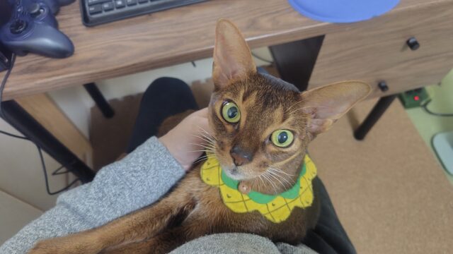 膝の上のアビシニアン