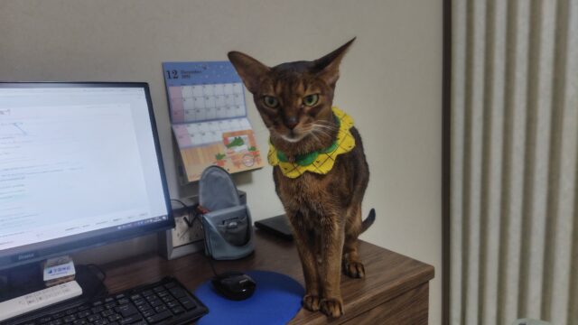 机の上のアビシニアン