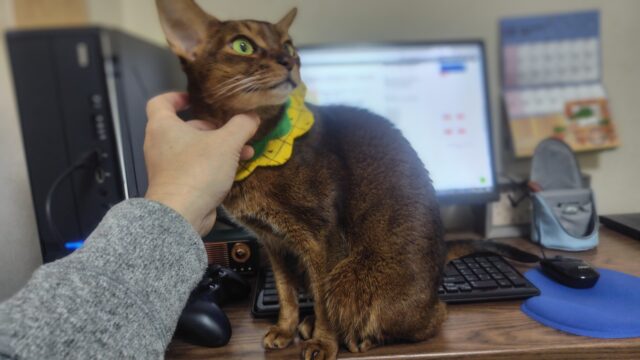 アビシニアンを撫でる