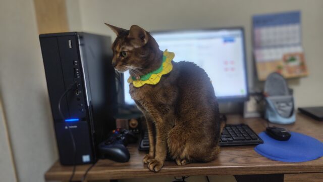 モニターを塞ぐアビシニアン