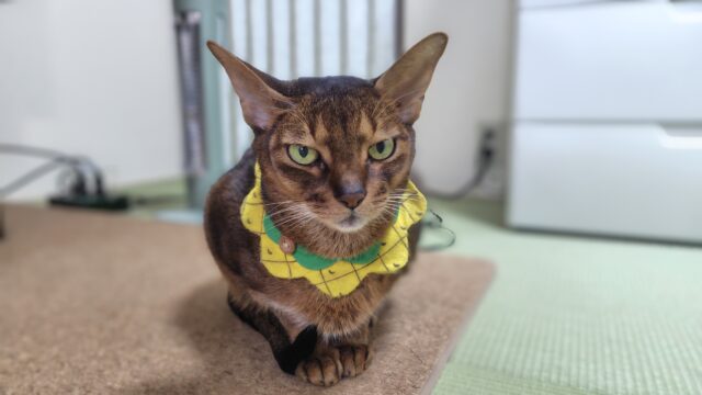 年末のアビシニアン