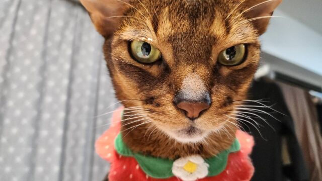 目の周りにチーズケーキが付いたアビシニアン