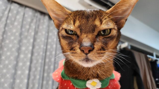 チーズケーキを少し強奪したアビシニアン