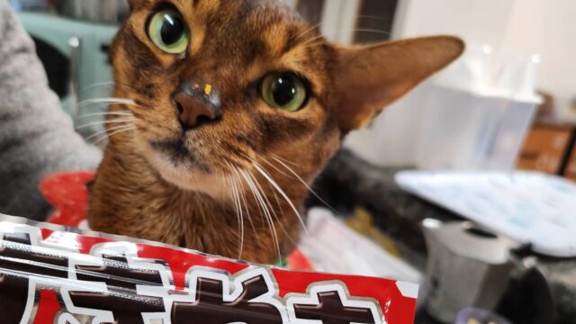 すきやきふりかけとアビシニアン